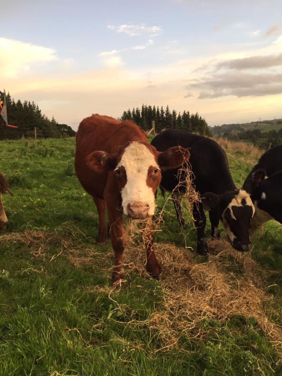 Above The River Karapiro Bed & Breakfast エクステリア 写真